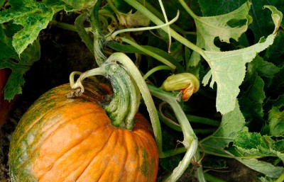 LiveNature Vegetable Seeds | Pumpkin/Kaddu Seeds | Desi Seeds | Home Garden Seed(50 per packet)