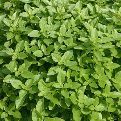 WILLVINE Fine Verde Basil Seeds (Ocimum basilicum) -[2000 Seeds] Seed(2000 per packet)