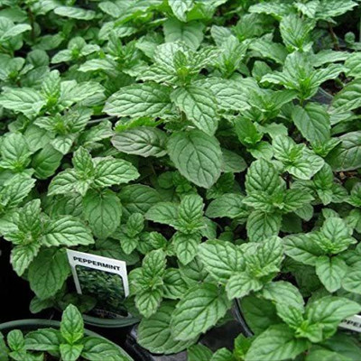 CYBEXIS GBPUT-27 - Peppermint Mint Herb - (1350 Seeds) Seed(1350 per packet)