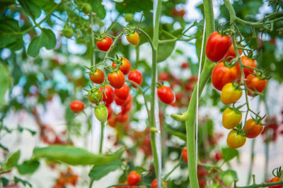 Buywin tomato Seed(60 per packet)