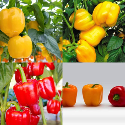 ibains Red bell pepper seeds shimla mirchi 79 Seed(79 per packet)