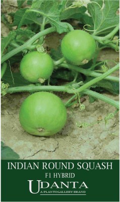 Udanta Indian Round Squash Hybrid Vegetable Seeds For Kitchen Garden - 20 Seeds Pack Seed(1 per packet)