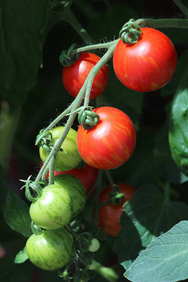 Farmonix tomato Seed(90 per packet)