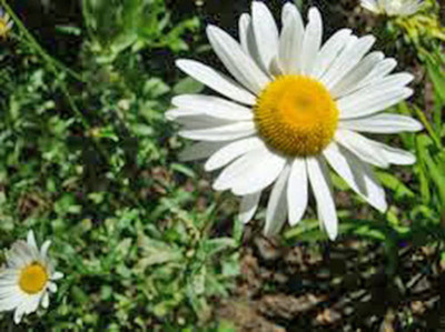 CYBEXIS ATS-16 - Shasta Daisy - (540 Seeds) Seed(540 per packet)