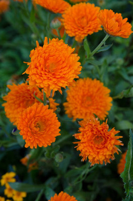 VRAKSHA marigold,gende ka phool seeds Seed(22 per packet)