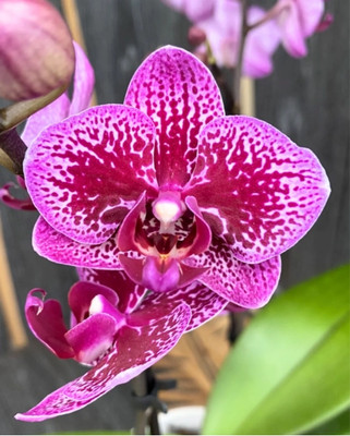 Divine Blossoms Phalaenopsis Orchids Hybrid Happy Hour Without Flower Seed(20 per packet)