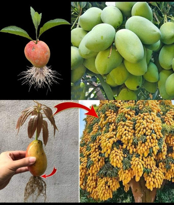 HYBRID 1pcs mango seeds highest yield very testy fruits best quality Seed(1 per packet)
