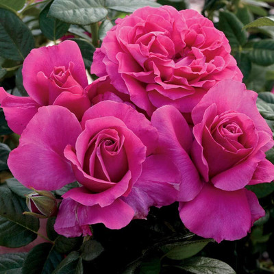 Qualtivate RES-3A Pink Rose Bush Seeds Seed(25 per packet)
