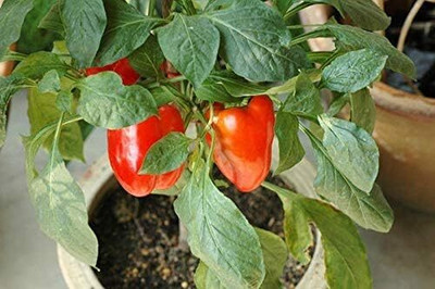 Qualtivate ICRA-4A Red Capsicum Vegetable Seeds Seed(100 per packet)