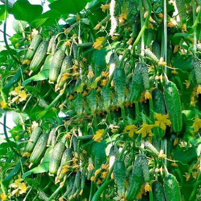 CYBEXIS XLL-86 - Cucumber Titus for Pickling - (150 Seeds) Seed(150 per packet)