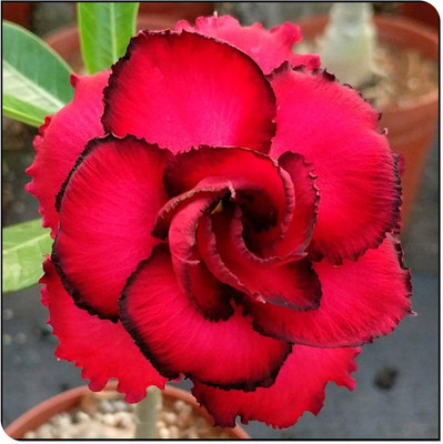 Qualtivate PUAS-693 Adenium Obesum Seed Non-GMO Seed(30 per packet)