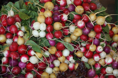 CYBEXIS XL-46 - Colorful Radish Mix - (750 Seeds) Seed(750 per packet)