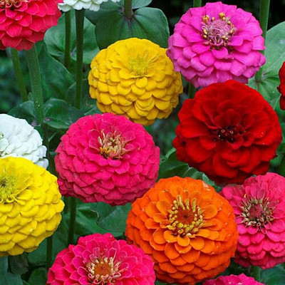 Clint New Quality Mix Zinnia Flower Seed for home gardening seeds Seed(30 per packet)