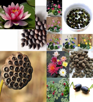 ibains Fresh lotus flower seed beez 8 Seed(8 per packet)