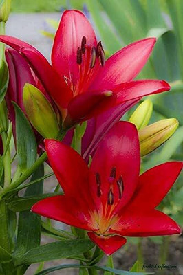 Cloud Farm Lily Plant Seed(2 per packet)