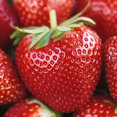 XOLDAA F1 best quality hybrid strawberry Seed(95 per packet)