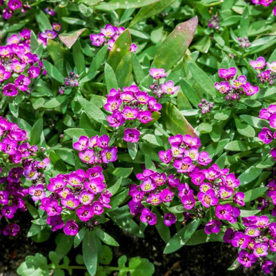 Paudha Alyssum Rose Seed(36 per packet)