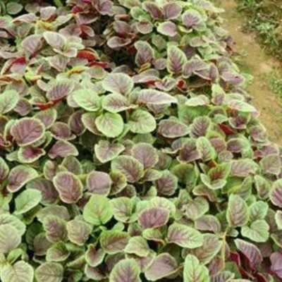 KNESSiN VIII-92 Red Stripe Amaranthus Seed(200 per packet)