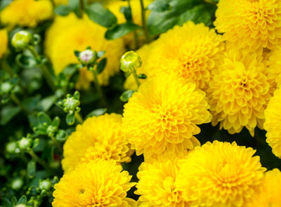 BULKY TRADE marigold/gende ka phool flower seeds Seed(50 per packet)