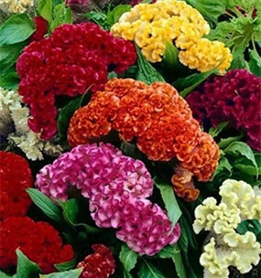 ENINE Flower Cockscomb Mixed Seeds (Open pollinated) | Sow and Grow 50 Seeds AD4 Seed(50 per packet)