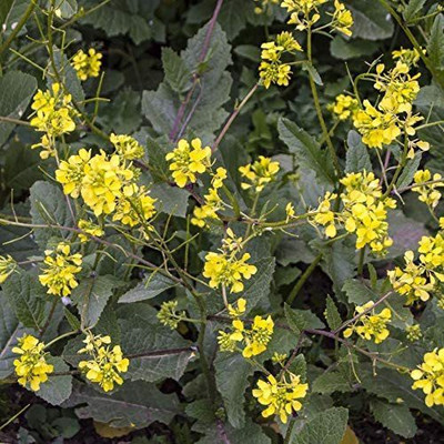 VibeX NBIR-42 - Wild Mustard - (2250 Seeds) Seed(2250 per packet)