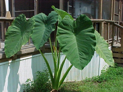 Aywal Taro Root,Kachu Seed(30 per packet)