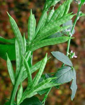 Aywal GwarFali Seed(170 per packet)