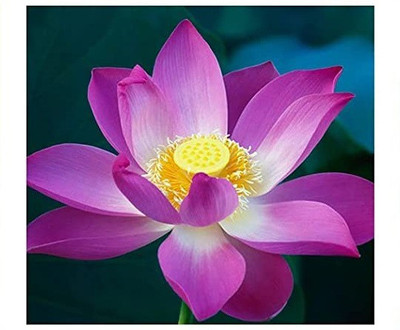 VibeX XLL-1 - Mini Lotus Flowers - (90 Seeds) Seed(90 per packet)