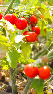 PUTZMA tomato Seed(100 per packet)