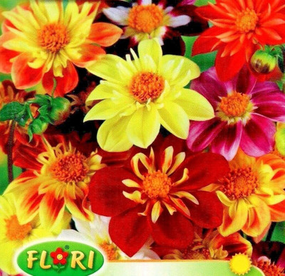 CRGO DAHLIA Seed(5 per packet)