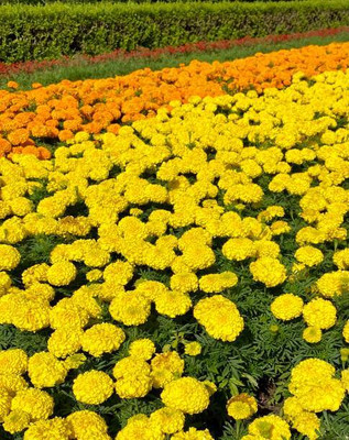 Avysa marigold/gende ka phool flower seeds Seed(50 per packet)