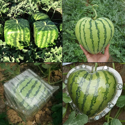 Biosnyg High Yield Square Watermelon Seeds for Home Gardening-(50 Seeds) Seed(50 per packet)