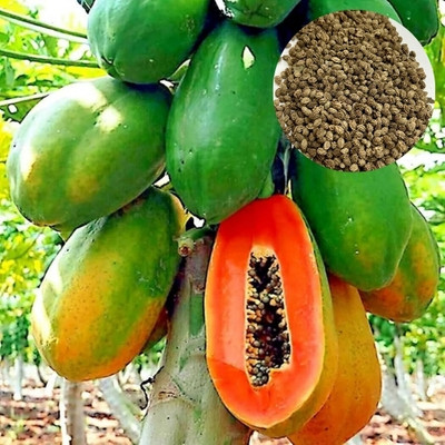 DEYS AGRO ™ papaya seeds,high germination Seed(80 per packet)