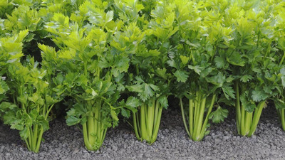 CYBEXIS KGF -37 - Celery Tall Utah - (750 Seeds) Seed(750 per packet)