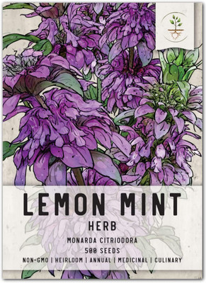 CYBEXIS LX-47 - Lemon Mint (Monarda citriodora) - (450 Seeds) Seed(450 per packet)