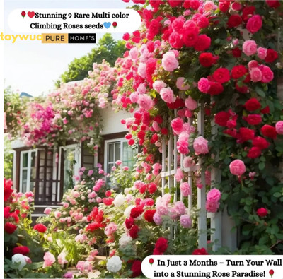 Toywua Elegant Climbing Rose Flower Seeds Perfect for fences & trellises Seed(50 g)