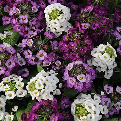ACCELCROP Sweet Alyssum Seed(70 per packet)