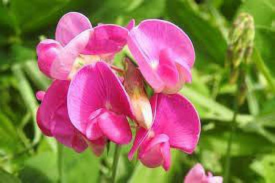 ACCELCROP Sweet Pea Mixed Color Hybrid Flower Seed(20 per packet)