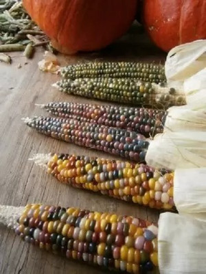 MAA Rainbow Corn, Corn Seed(14 per packet)