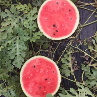Quentova High Quality Watermelon तरबूज के बीज-KGF-5Y Seed(50 per packet)
