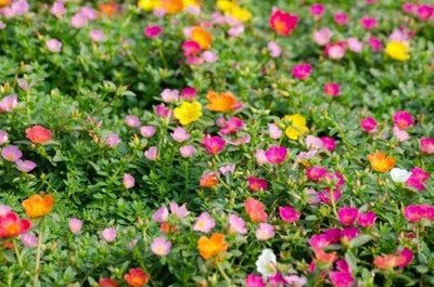 Aywal 9'o Clock Flower Seed(40 per packet)
