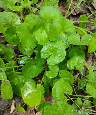 wequality Thalkudi,gotu kola,Indian pennywort,Asiatic pennywort bulbs Seed(21 per packet)