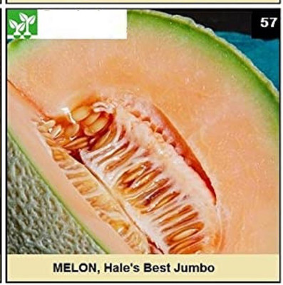 CYBEXIS MUSK MELON Seed(100 per packet)