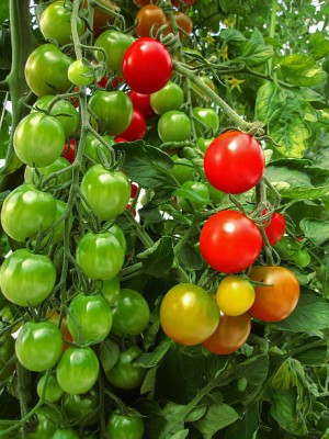 classic green earth tomato Seed(75 per packet)