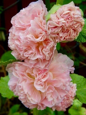 Aywal Hollyhock Seed(40 per packet)