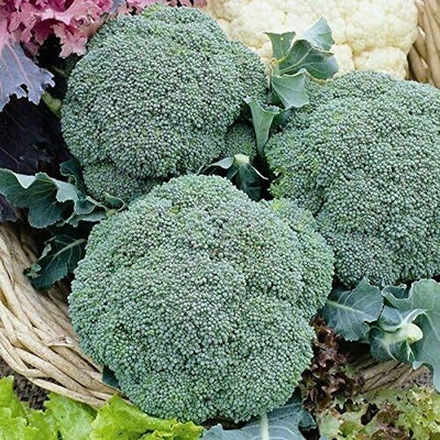WILLVINE NKR -XIII Greenbelt Hybrid F1 Broccoli Seeds [2.5g] Seed(750 per packet)