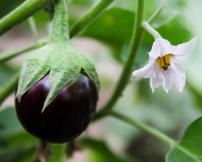 UGRA Eggplant Round Purple Seed(100 per packet)