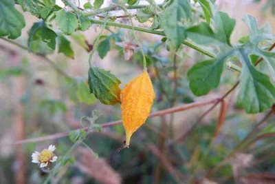 XOLDAA F1 BEST QUALITY BITTER GOURD SEEDS Seed(26 per packet)