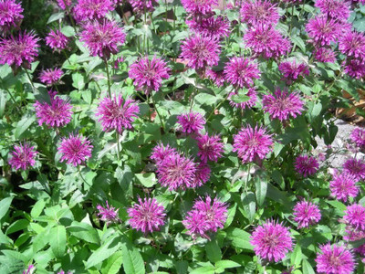 VibeX ® VMR-153 BEE BALM LEMON MINT Seed(500 per packet)