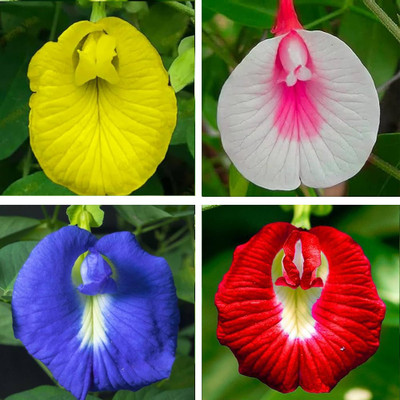 Greenfall Mixed Color Butterfly Pea Seeds, Asian Pigeonwings (21 Per Packet) Seed(20 per packet)